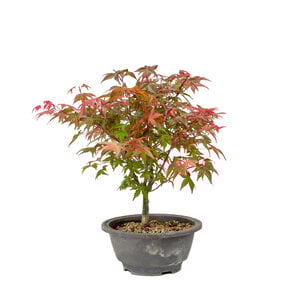 Acer palmatum Deshojo plastic pot 16cm, height ~29cm