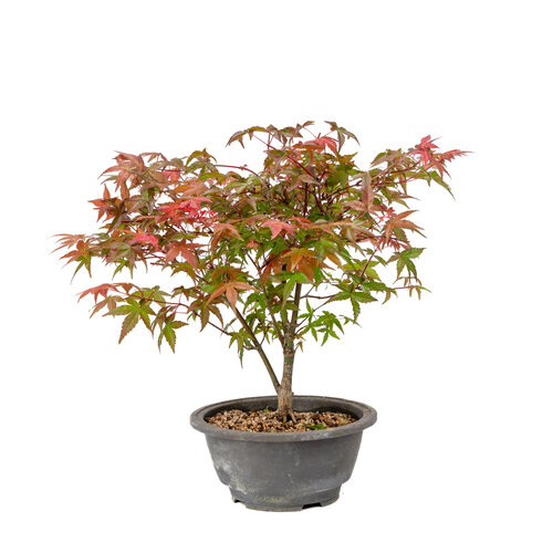 Outdoor Bonsai Acer palmatum Deshojo plastic pot 16cm, height ~29cm