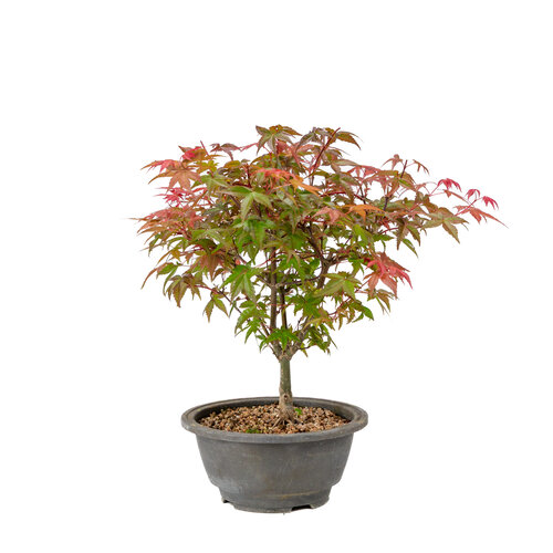 Outdoor Bonsai Acer palmatum Deshojo plastic pot 16cm, height ~29cm