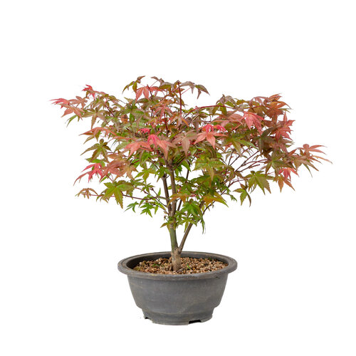Outdoor Bonsai Acer palmatum Deshojo plastic pot 16cm, height ~29cm