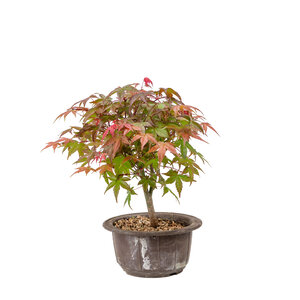 Acer palmatum Deshojo plastic pot 15cm, height ~29cm