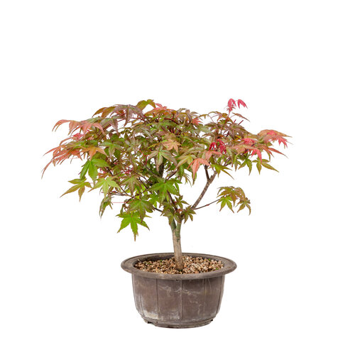 Outdoor Bonsai Acer palmatum Deshojo plastic pot 15cm, height ~29cm