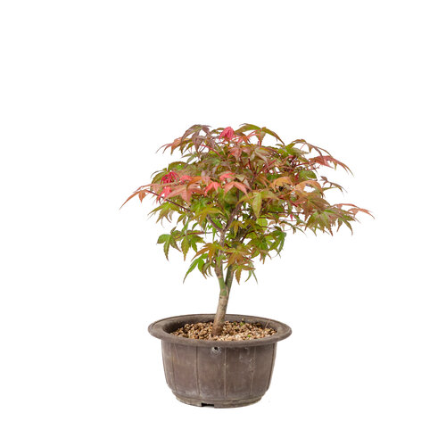 Outdoor Bonsai Acer palmatum Deshojo plastic pot 15cm, height ~29cm