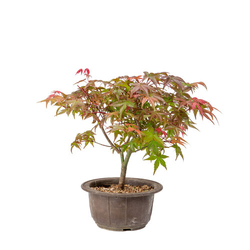 Outdoor Bonsai Acer palmatum Deshojo plastic pot 15cm, height ~29cm