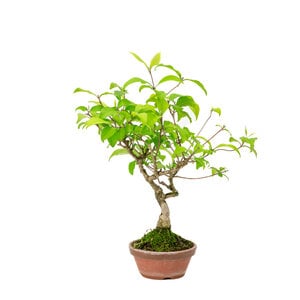 Callicarpa terracotta round pot 10cm, height ~28cm