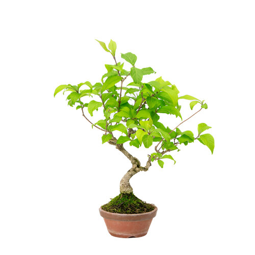Outdoor Bonsai Callicarpa terracotta round pot 10cm, height ~28cm