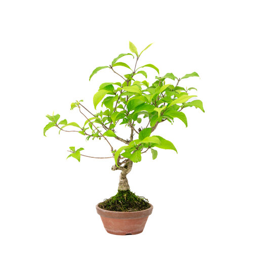 Outdoor Bonsai Callicarpa terracotta round pot 10cm, height ~28cm
