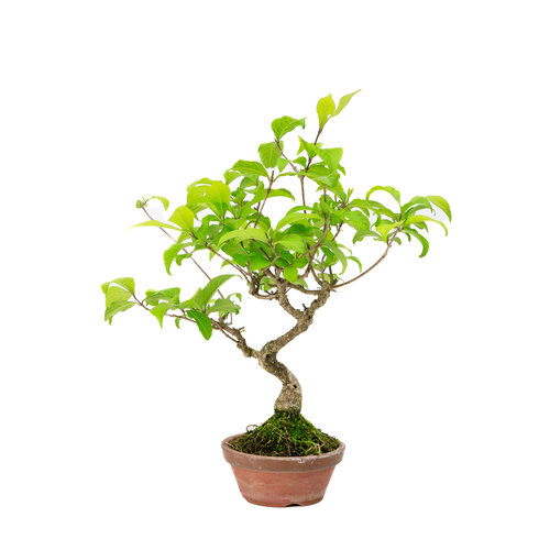 Outdoor Bonsai Callicarpa terracotta round pot 10cm, height ~28cm