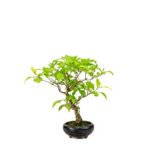 Callicarpa blue round pot 9cm, height ~25cm