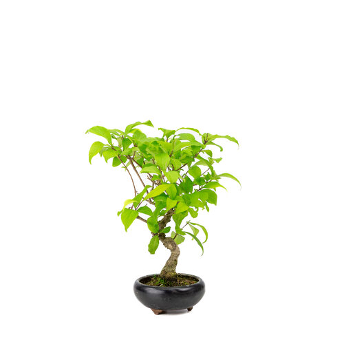 Outdoor BonsaiCallicarpa blue round pot 9cm, height ~25cm