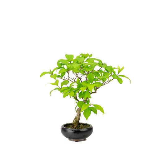 Outdoor BonsaiCallicarpa blue round pot 9cm, height ~25cm