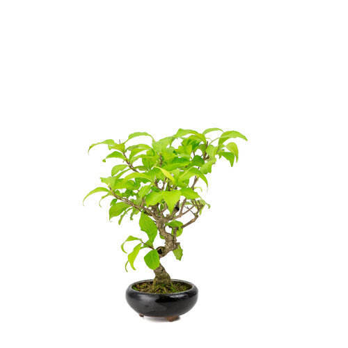 Outdoor BonsaiCallicarpa blue round pot 9cm, height ~25cm