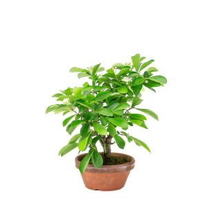 Pourthiaea Villosa terracotta ronde pot 13cm, hoogte ~26cm