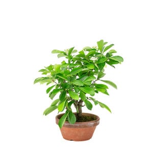 Pourthiaea Villosa terracotta round pot 13cm, height ~26cm