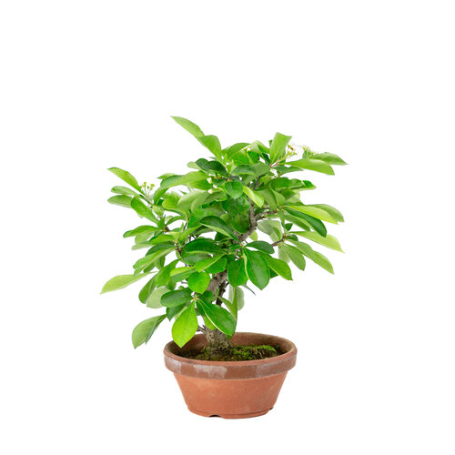 Outdoor Bonsai Pourthiaea Villosa terracotta round pot 13cm, height ~26cm
