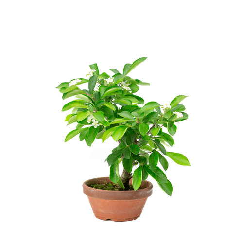 Outdoor Bonsai Pourthiaea Villosa terracotta round pot 13cm, height ~26cm