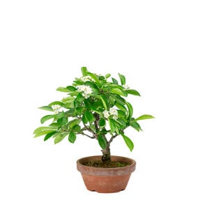 Pourthiaea Villosa terracotta round pot 13cm, height ~26cm