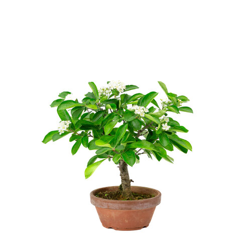 Outdoor Bonsai Pourthiaea Villosa terracotta round pot 13cm, height ~26cm