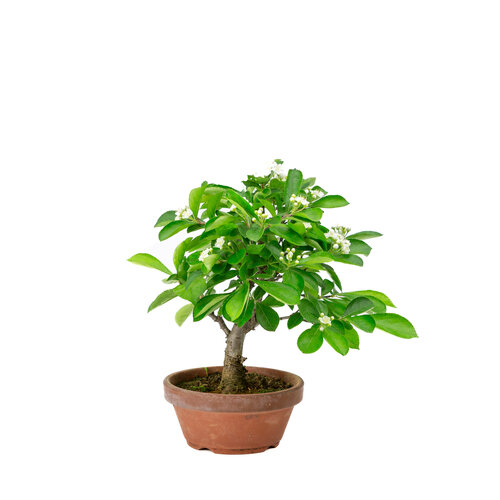 Outdoor Bonsai Pourthiaea Villosa terracotta round pot 13cm, height ~26cm