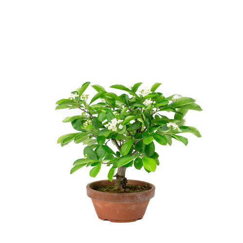 Outdoor Bonsai Pourthiaea Villosa terracotta round pot 13cm, height ~26cm