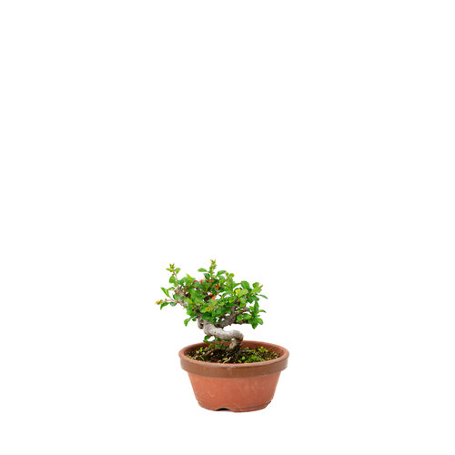 Outdoor Shohin Bonsai Chaenomeles speciosa hand made pot 11cm, height ~12cm