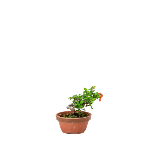 Outdoor Shohin Bonsai Chaenomeles speciosa hand made pot 11cm, height ~12cm