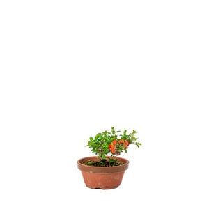 Shohin Chaenomeles speciosa hand made pot 11cm, height ~12cm