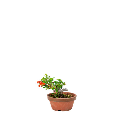 Outdoor Shohin Bonsai Chaenomeles speciosa hand made pot 11cm, height ~12cm