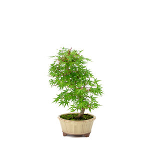 Acer palmatum 'Orihime' creme ronde pot 13cm, hoogte ~33cm Acer palmatum 'Orihime' creme ronde pot 13cm, hoogte ~33cm