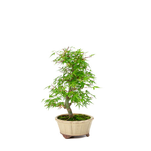 Outdoor Bonsai Acer palmatum 'Orihime' creme round pot 13cm, height ~33cm