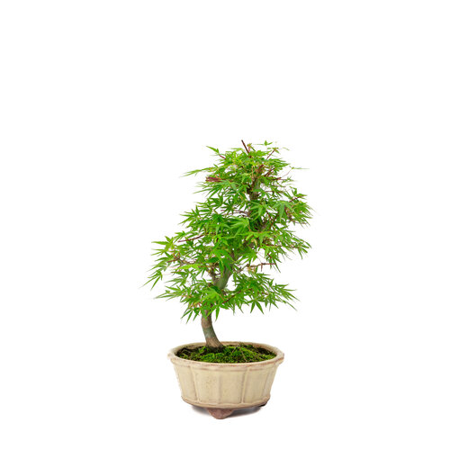 Outdoor Bonsai Acer palmatum 'Orihime' creme round pot 13cm, height ~33cm