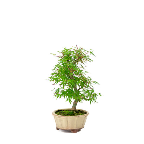 Outdoor Bonsai Acer palmatum 'Orihime' creme round pot 13cm, height ~33cm