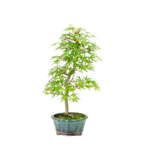Acer palmatum 'Orihime' green round pot 13cm, height ~35cm
