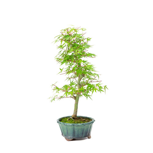 Outdoor Bonsai Acer palmatum 'Orihime' green round pot 13cm, height ~35cm
