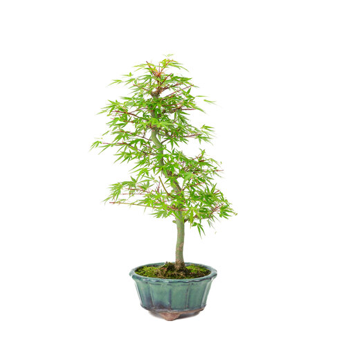Outdoor Bonsai Acer palmatum 'Orihime' green round pot 13cm, height ~35cm