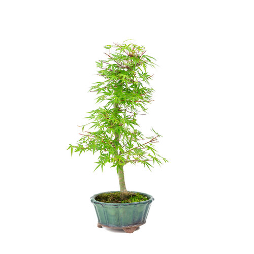 Outdoor Bonsai Acer palmatum 'Orihime' green round pot 13cm, height ~35cm
