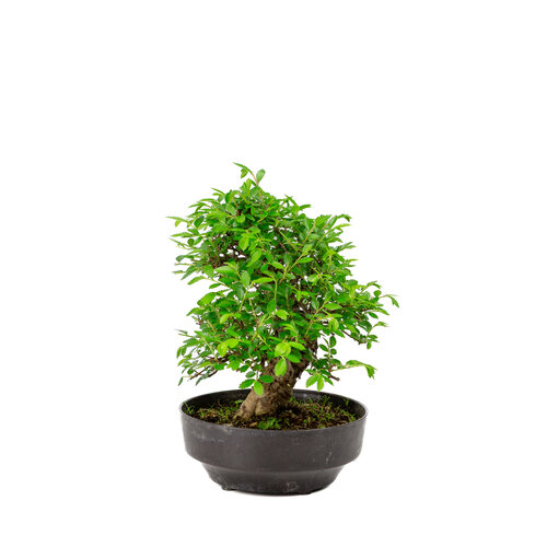 Outdoor Bonsai Zelkova nire plastic pot 15cm, height ~25cm Outdoor Bonsai Zelkova nire plastic pot 15cm, height ~25cm