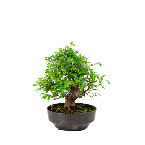Outdoor Bonsai Zelkova nire plastic pot 15cm, height ~25cm Outdoor Bonsai Zelkova nire plastic pot 15cm, height ~25cm