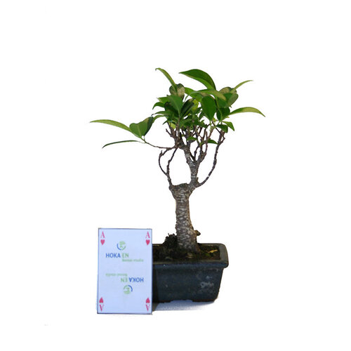 Ficus retusa broom groene rechthoekige pot 10cm, hoogte ~ 22cm (no drip tray) Ficus retusa broom groene rechthoekige pot 10cm, hoogte ~ 22cm (no drip tray)