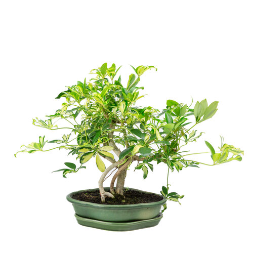 Schefflera variegata groene mokko pot 23cm, hoogte ~34cm Schefflera variegata groene mokko pot 23cm, hoogte ~34cm