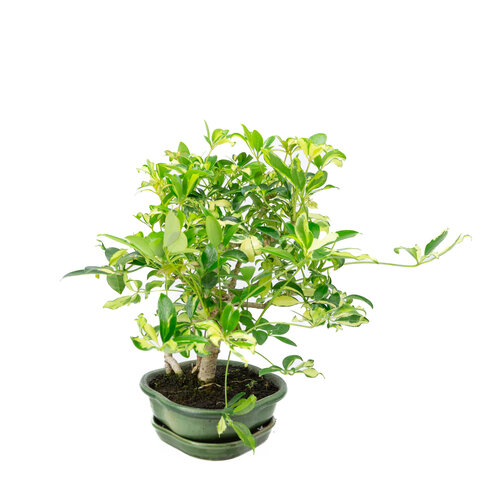 Indoor Bonsai Schefflera variegated green mokko pot 23cm, height ~34cm