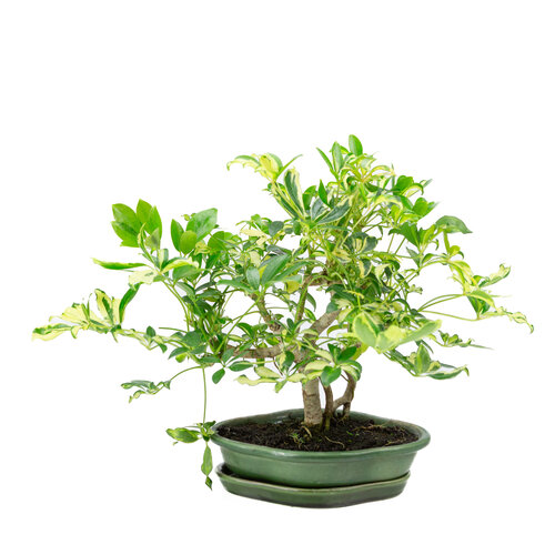 Indoor Bonsai Schefflera variegated green mokko pot 23cm, height ~34cm