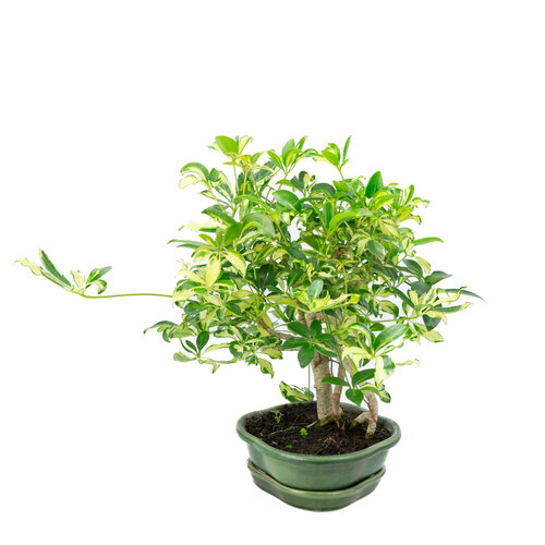 Indoor Bonsai Schefflera variegated green mokko pot 23cm, height ~34cm
