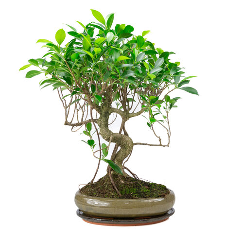 Indoor Bonsai Ficus retusa shape green oval pot 29cm, height ~ 47cm Indoor Bonsai Ficus retusa shape green oval pot 29cm, height ~ 47cm