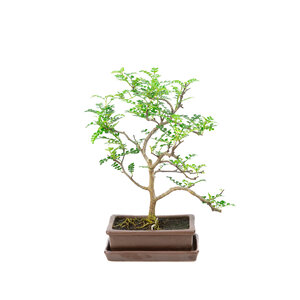 Zanthoxylum piperitum brown rectangular pot 15cm, height ~32cm