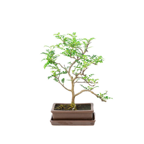 Zanthoxylum piperitum bruine rechthoekige pot 15cm, hoogte ~32cm Zanthoxylum piperitum bruine rechthoekige pot 15cm, hoogte ~32cm