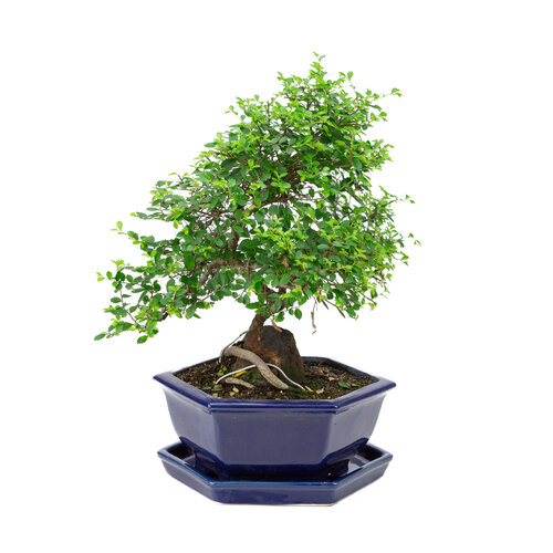 Zelkova blauwe zeshoekige pot 24cm, hoogte ~39cm Zelkova blauwe zeshoekige pot 24cm, hoogte ~39cm