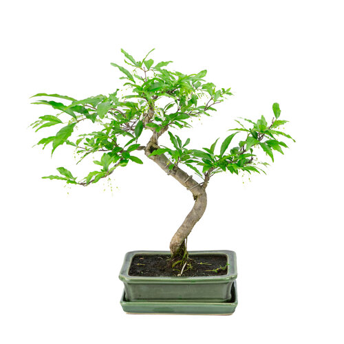 Wrightia religiosa groen rechthoekige pot 16cm, hoogte ~33cm Wrightia religiosa groen rechthoekige pot 16cm, hoogte ~33cm