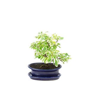 Durantha repens variegata blue oval pot 13cm, height ~23cm Durantha repens variegata blue oval pot 13cm, height ~23cm