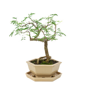 Vachellia  creme hexagonal pot 19cm, hoogte ~23cm